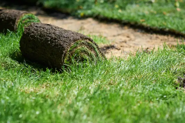 How long after installing sod can you walk on it in Roanoke, VA