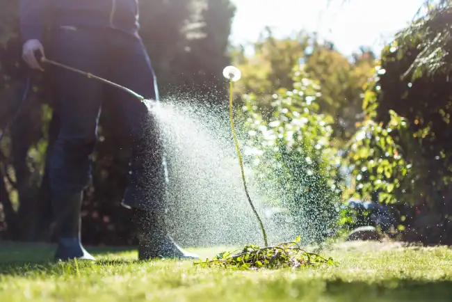 Affordable lawn fertilization in Roanoke, VA